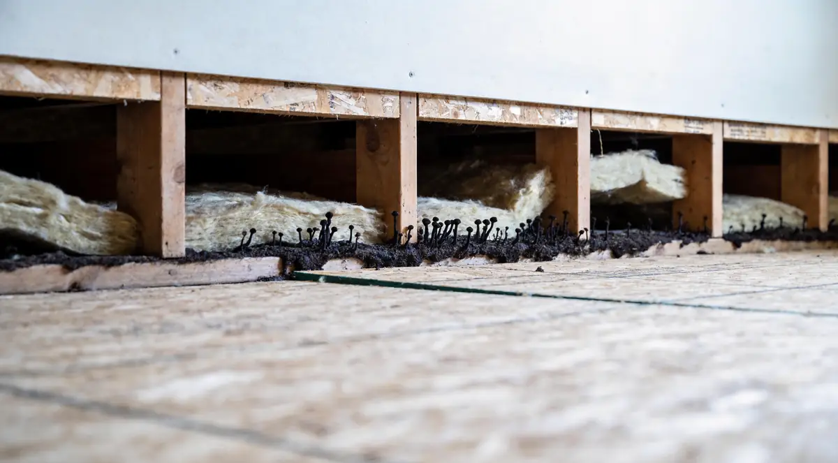 Dark growth along crawl space floor joists and subfloor