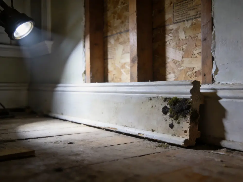 Dark growth on the unfinished back of a removed baseboard