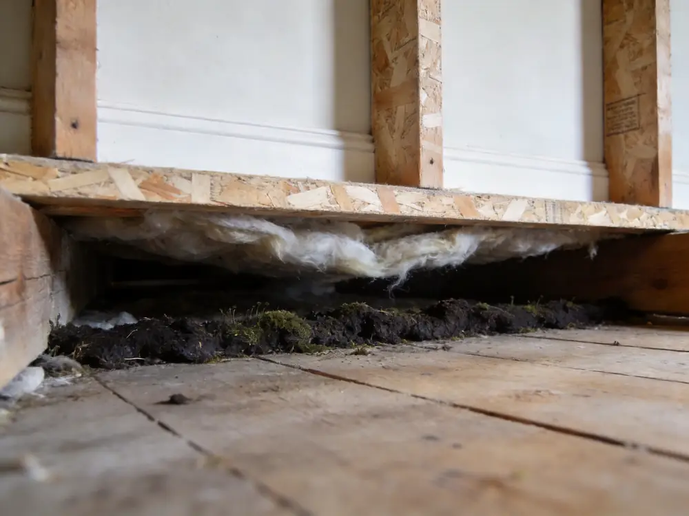 Dark growth along crawl space floor joists and subfloor