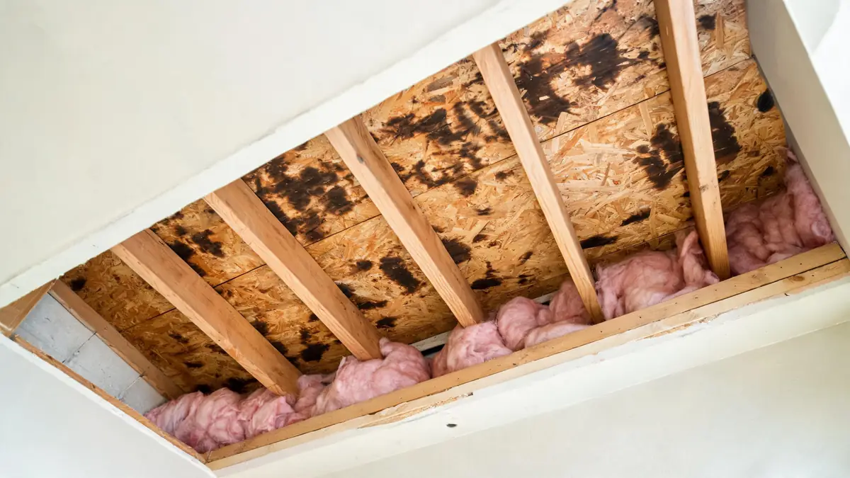 Dark mold staining across attic roof sheathing between the rafters