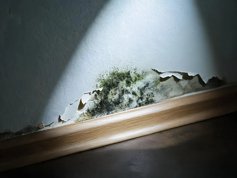 Dark green-black growth spreading across drywall near a baseboard