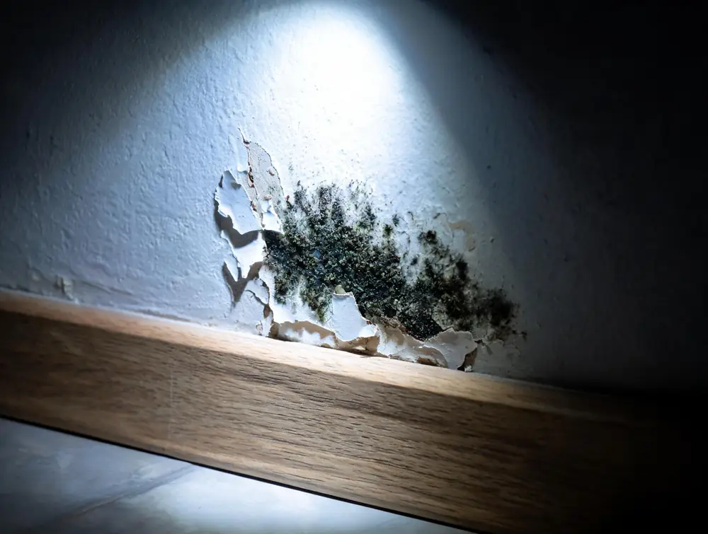 Dark green-black growth spreading across drywall near a baseboard